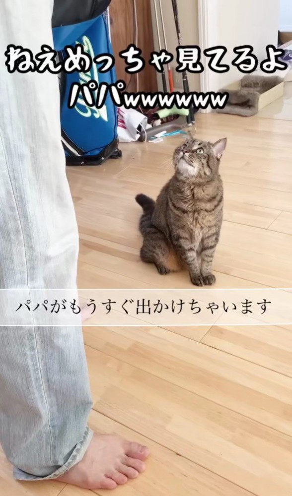 男性を見つめる猫