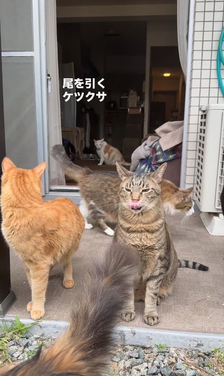 お座りをして鼻を舐めているキジトラ