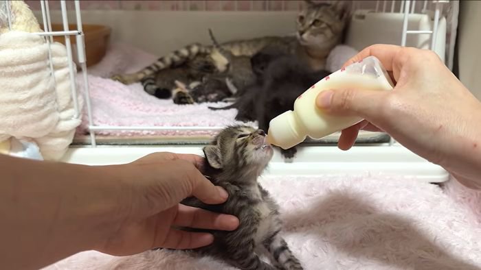 ミルクを飲む子猫2