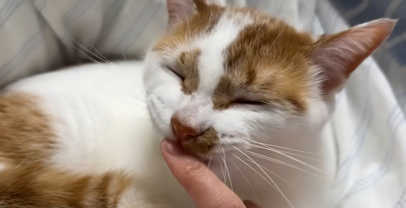 目を細めて毛づくろいする猫