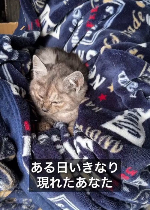 毛布の中にいる子猫