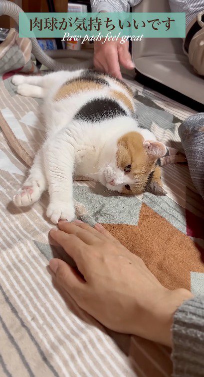 横になって飼い主の手を見つめる猫