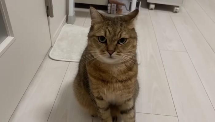 こちらを見るみにらくん