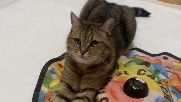 どや顔の猫の写真