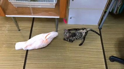 遊ぶ子猫を見るオウム