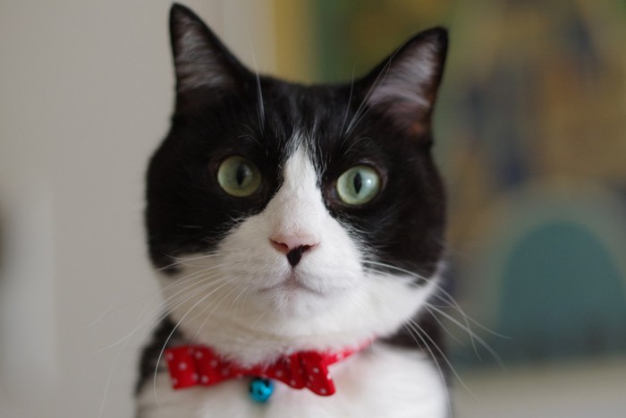 ハチワレ柄の猫