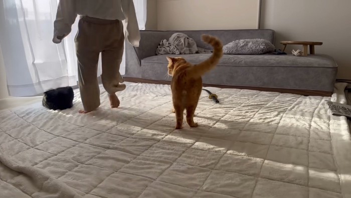 とらまるの周りを回る娘さん