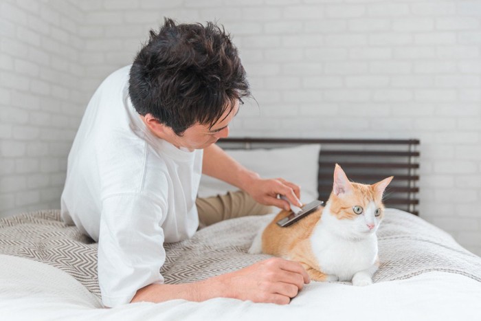 ブラッシングしている猫