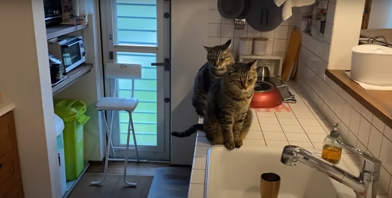 キッチンの上にいる2匹の猫