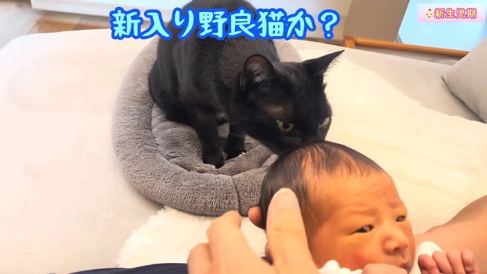 赤ちゃんのにおいを嗅ぐ猫