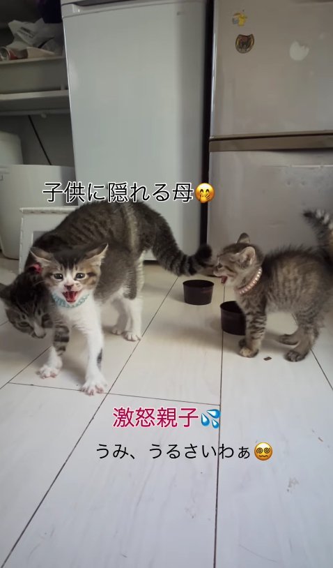 画面左の威嚇している子猫の後ろで頭を低くしている母猫