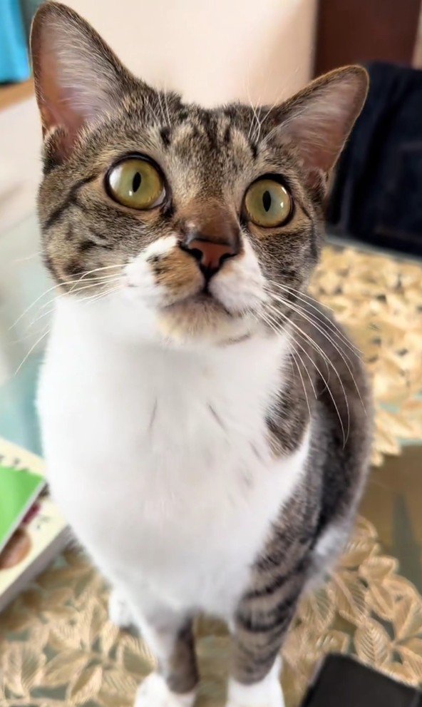 1歳になったメイちゃん