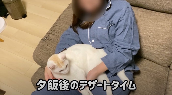 ソファに座る女性の膝の上に寝そべる白い猫