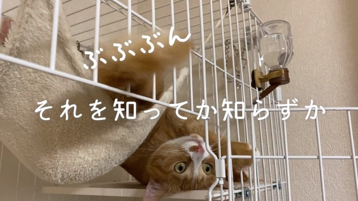 シッポを右に振るウラちゃん