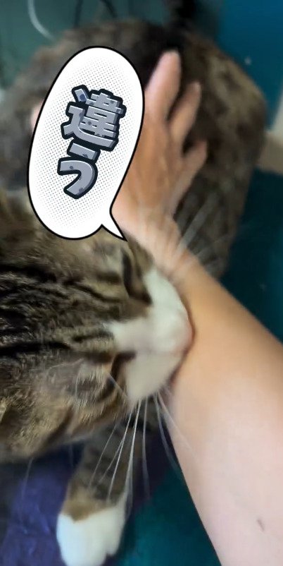 お母さんの腕を噛む猫