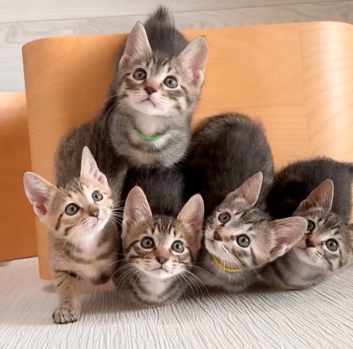 上を見上げる5頭の子猫