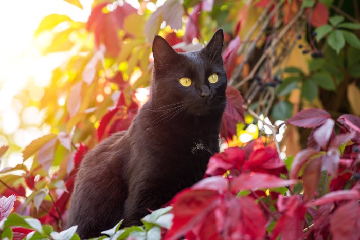 カラフルな葉っぱに囲まれる黒猫