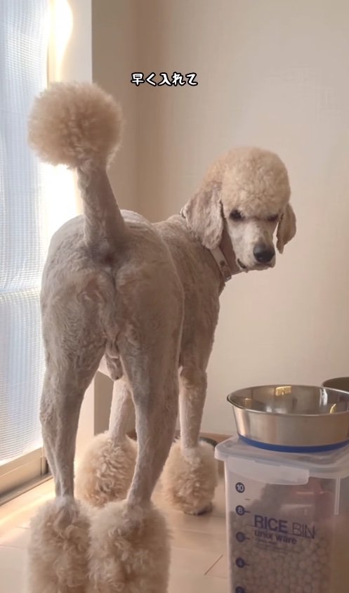 カメラにお尻を向けているカメラ目線のプードル