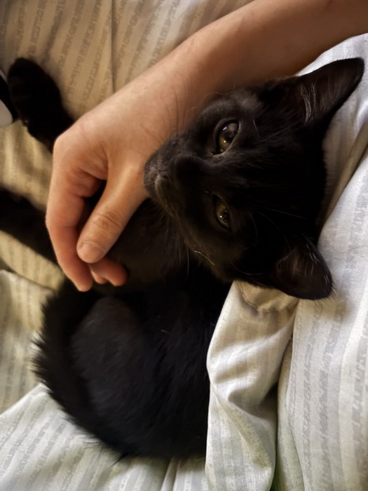 飼い主の手の中でくつろぐ子猫