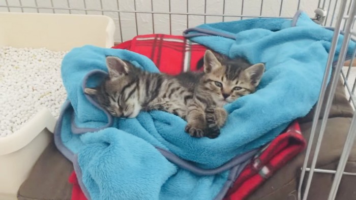 毛布の上で眠る2匹の子猫