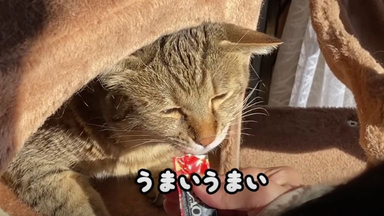 ちゅーるを食べる猫