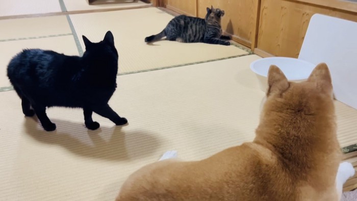 玄関が気になる黒猫とキジトラ猫と柴犬