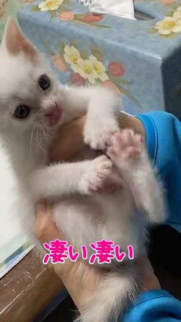 抱えられて足を蹴り出す子猫