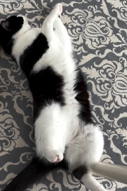 寝転がる猫