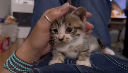 撫でられる子猫