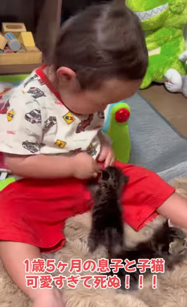 登る赤ちゃん猫