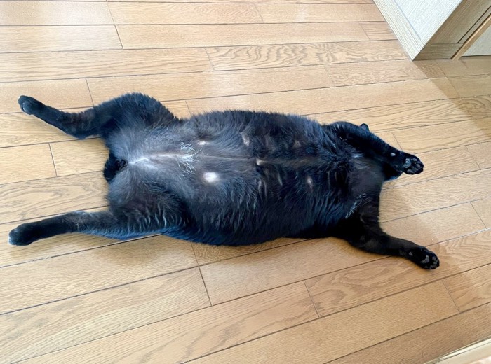 仰向けて寝ている黒猫(横向き画像)