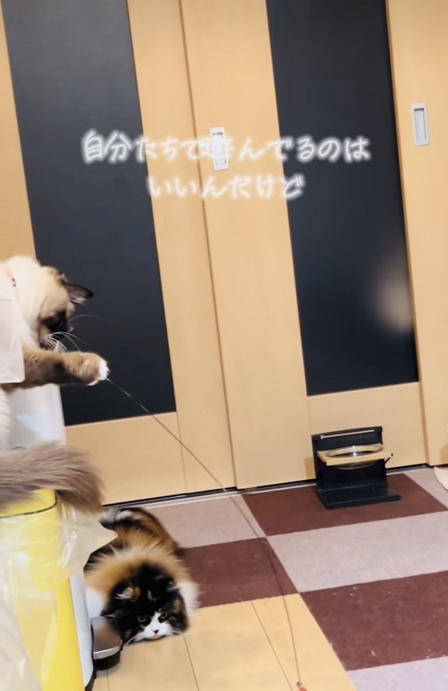 おもちゃで遊ぶラグドールとスコティッシュフォールド