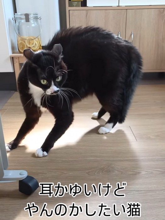 立ってやんのかポーズする猫