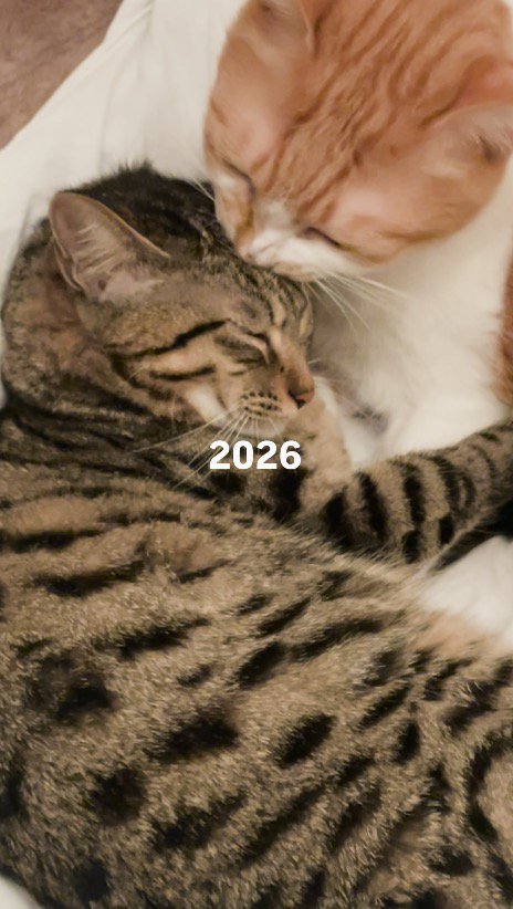 茶白猫に毛繕いされて目を細めるキジトラ猫