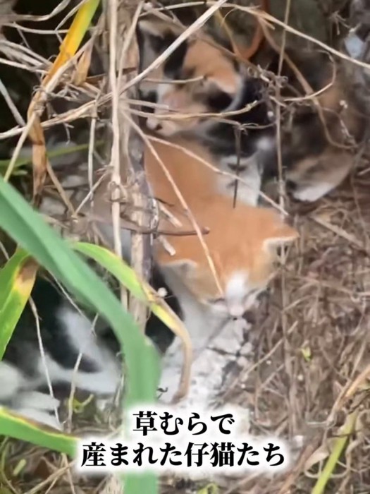 草むらの中にいる子猫たち
