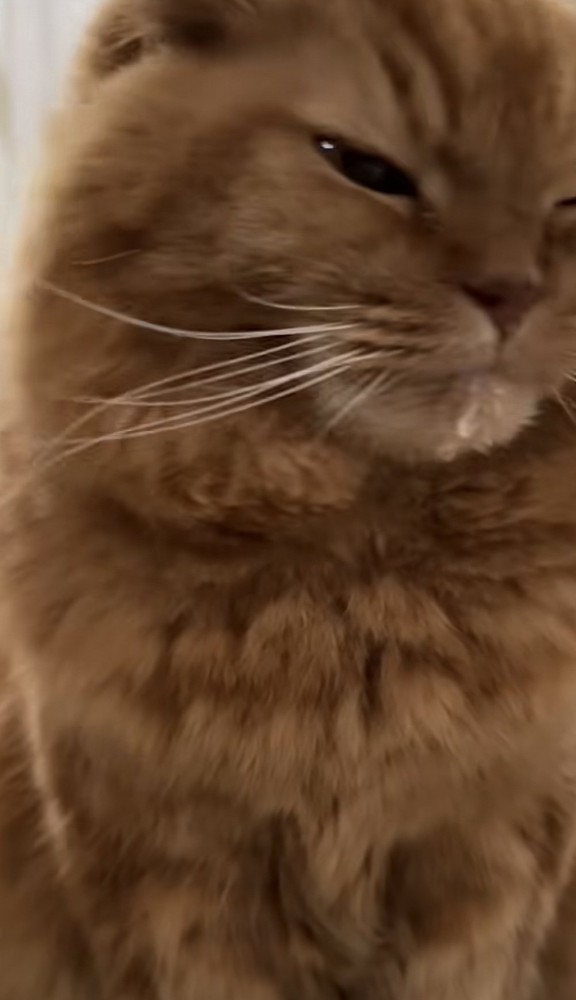 ドアップの猫の写真2