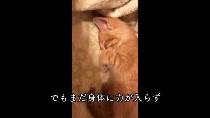 寝ている子猫