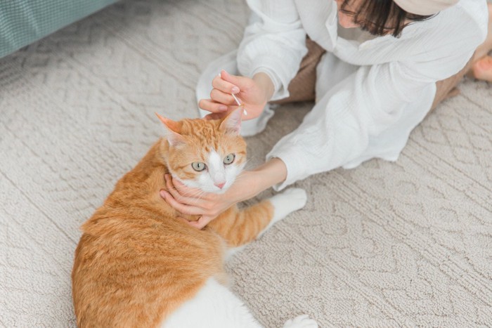 猫の耳のケアをする女性