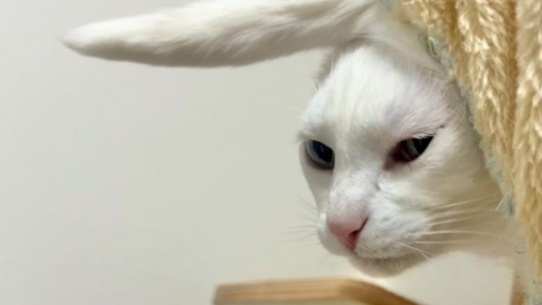 ハンモックにいる猫