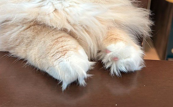 机に載せられた猫の前足