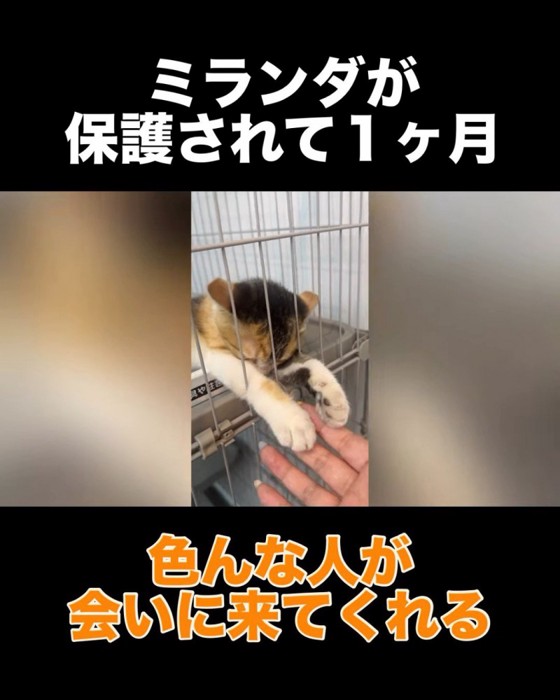 ケージから前足を出す子猫