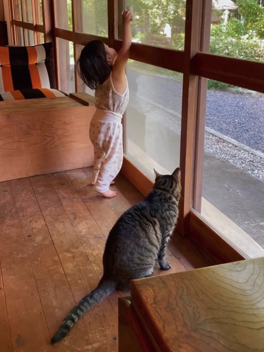 窓拭きをする子どもを見る猫
