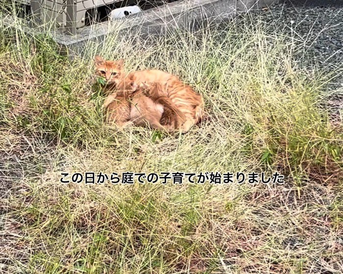 外で子猫の世話をする母猫