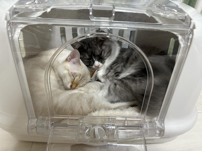 キャリーの中で寝る2匹猫