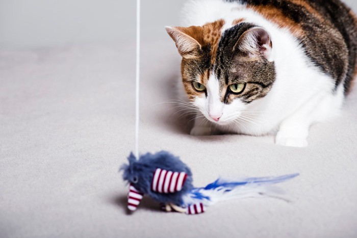 おもちゃを狙っている猫