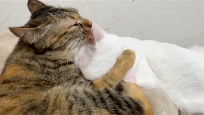 白猫を舐める麦わら猫