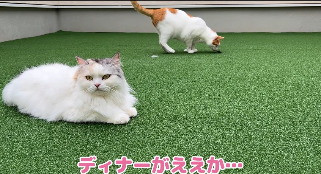 くつろぐ猫