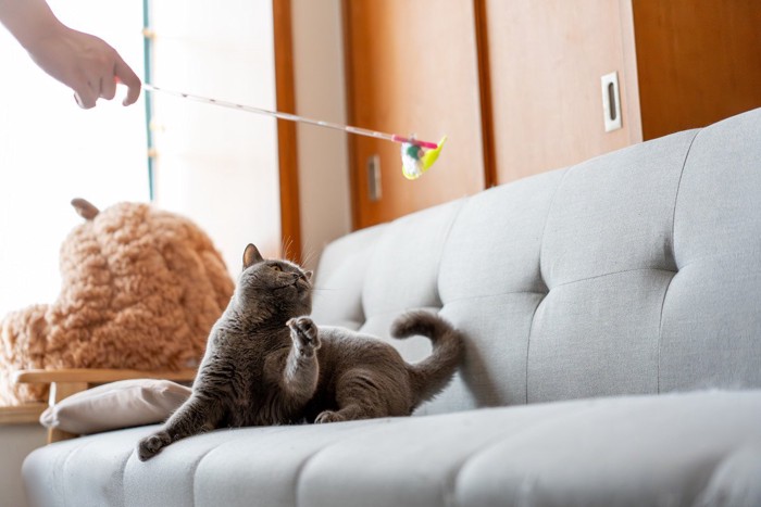 おもちゃ遊びに興じる猫