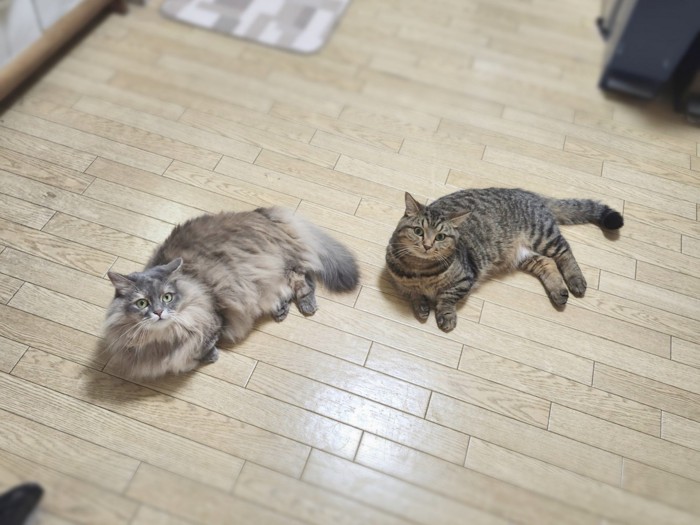 横になる2匹の猫