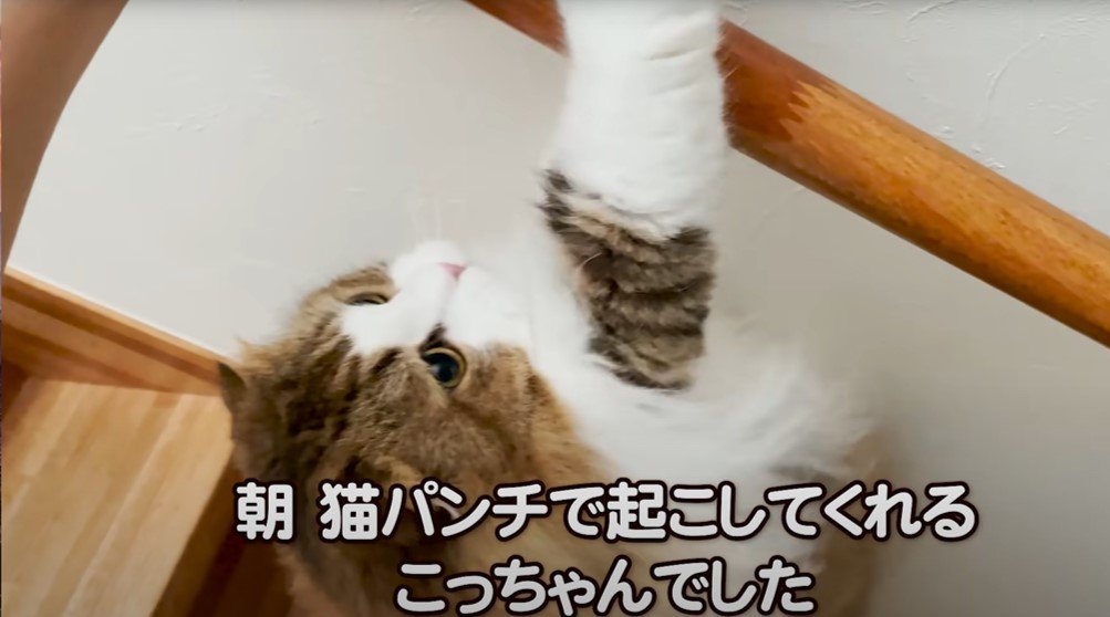 階段の手すりの前で手を伸ばす猫